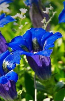 Les fleurs du songe