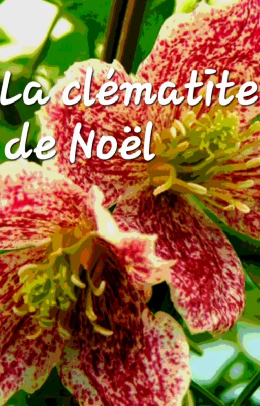 La clématite de Noël