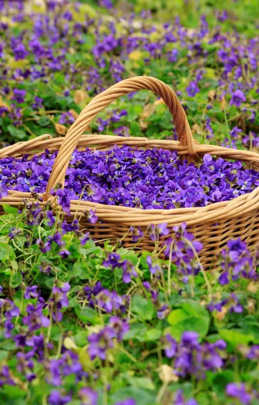 Des cendres et des violettes