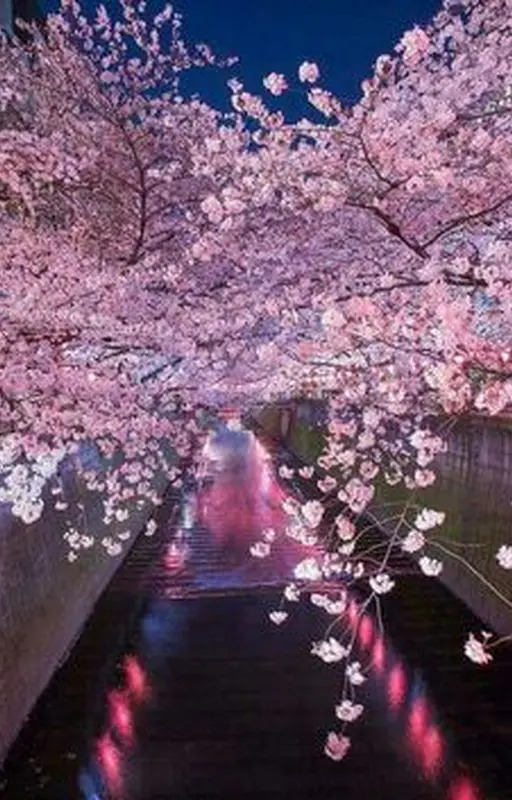 Cherry blossom T/p x Jungkook