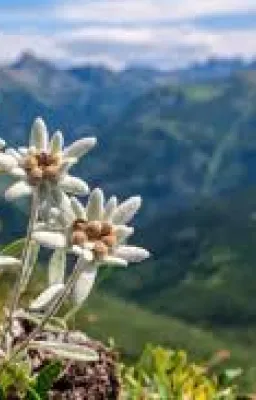 Edelweiss