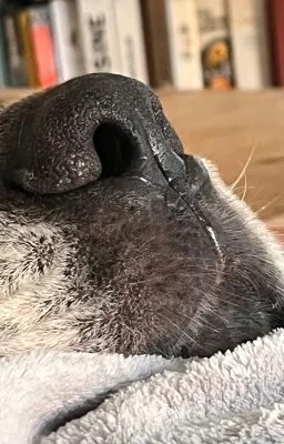 L'Amour