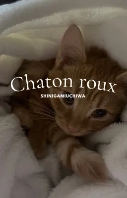 Chaton roux