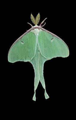 La chrysalide
