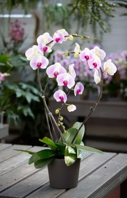 🌸Fragile orchidée🌸