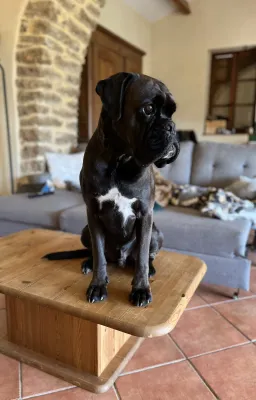 Journal de bord de Gatsby le boxer