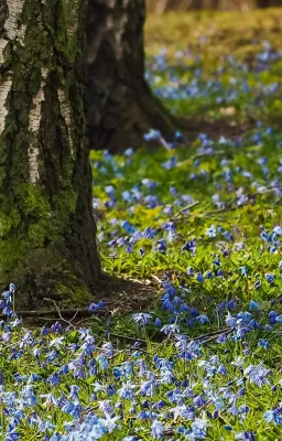 J'aime le printemps