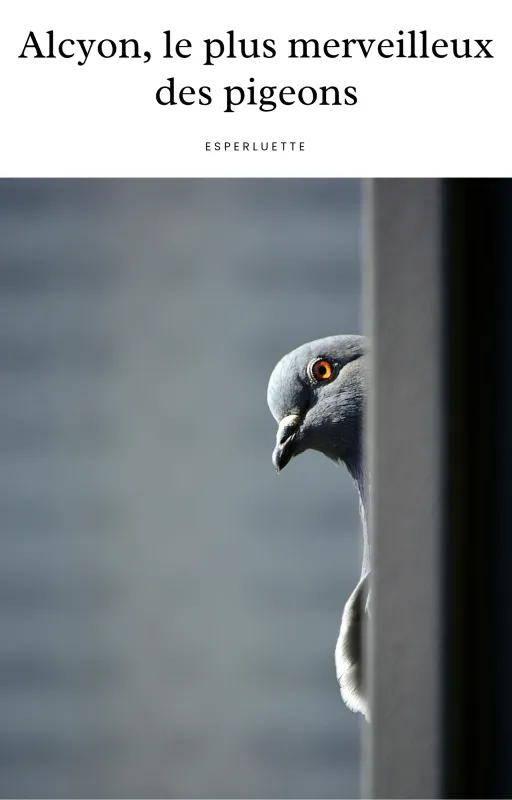 Alcyon, le plus majestueux des pigeons