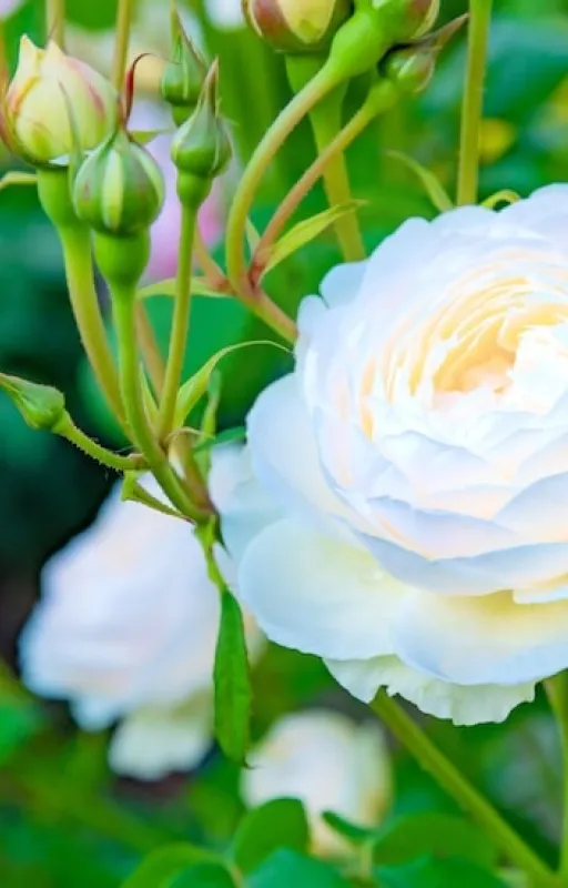 Ode à la rose
