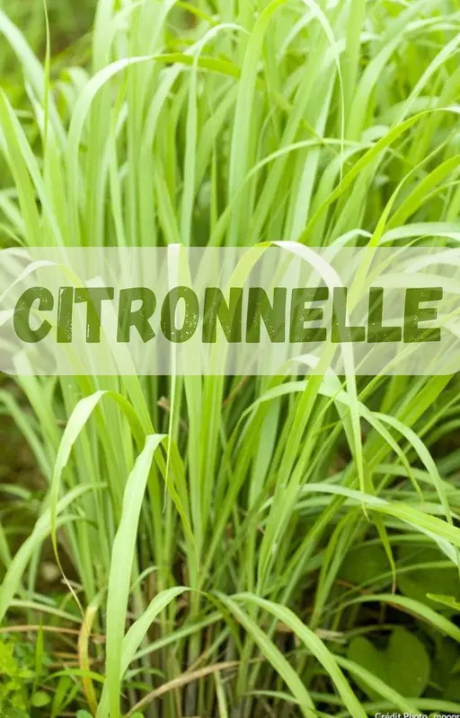 Citronelle