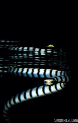 Serpent célébré.
