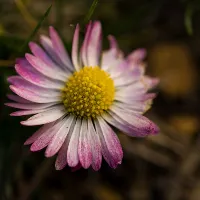 Diane Thorrieenc