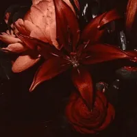 maiweenn1