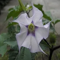 Thornapple