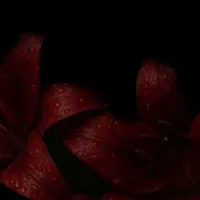 Blood kissed