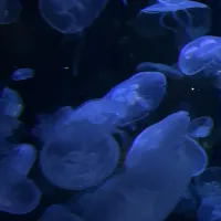 Lapatteblue