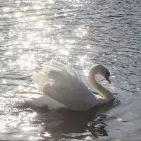 Th_angelswan