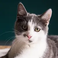 Bpiu