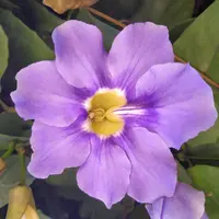 FranceViolette