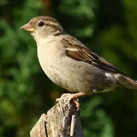 Le_moineau