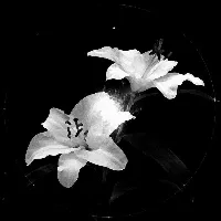 NOCTARAE