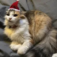 Allycat