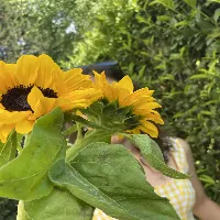 Petite-Lys