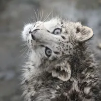 little_xianxian