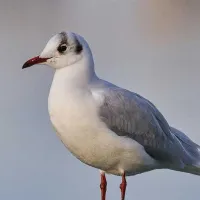 petiteMOUETTE