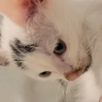 FreyaH