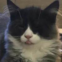 EllaOwl
