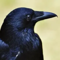 PattedOr
