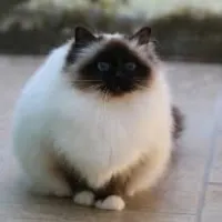 Kamron