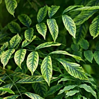 Leaf